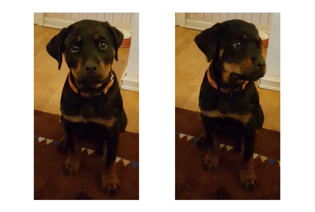 Rottweiler valp övar på sitt