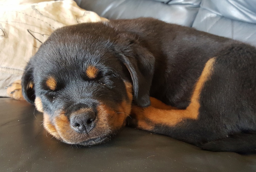 Rottweiler valp Ronja sover i soffan