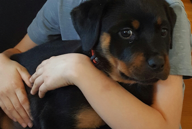 Rottweiler valp Ronja sitter i lilla husses knä