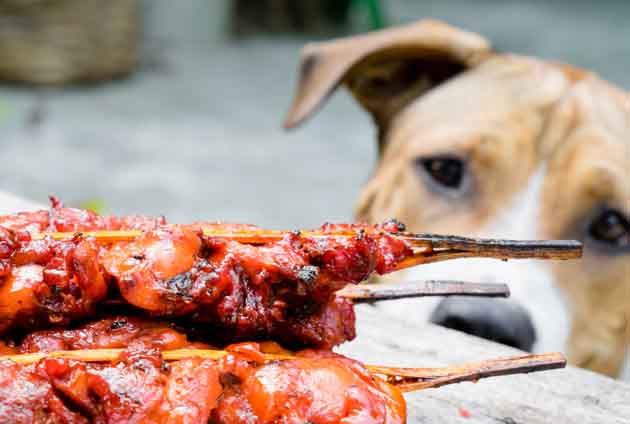 hund amstaff som suktar på grillspett