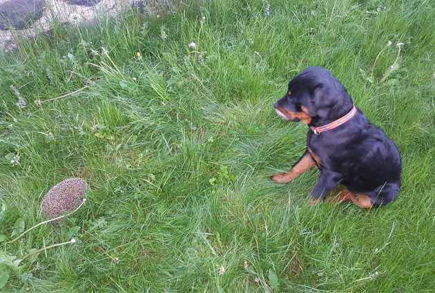 Rottweiler valp möter en igelkott