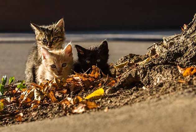 kattungar i olika färger busar utomhus