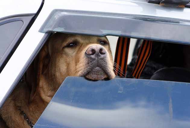 stor hund labrador sitter i en varm bil