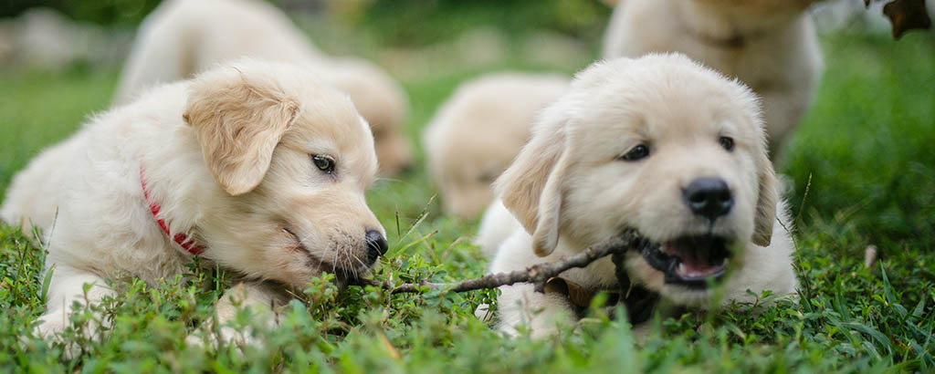 valpar golden retriever busar utomhus