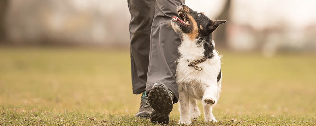 liten hund går fot med sin matte