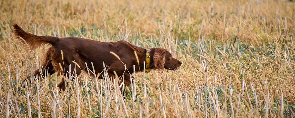 fågelhund setter på jaktprov