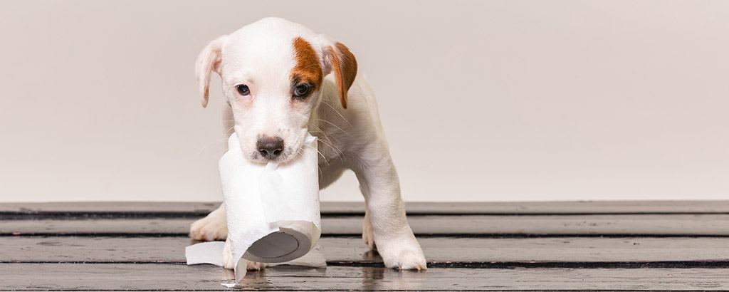 valp jack russell bär på en toapappersrulle