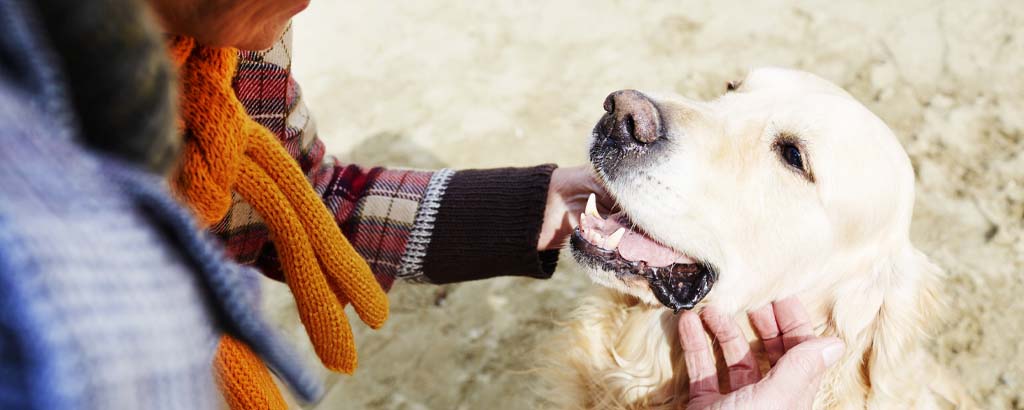 kvinna klappar sin golden retriever hund