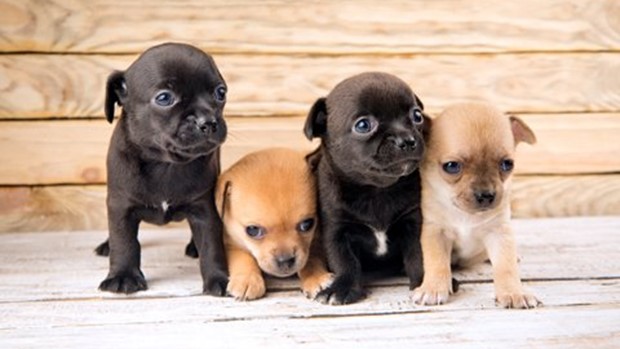 Fyra små söta valpar chihuahua