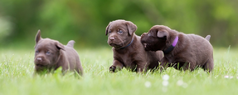 labradorvalpar springer på gräs